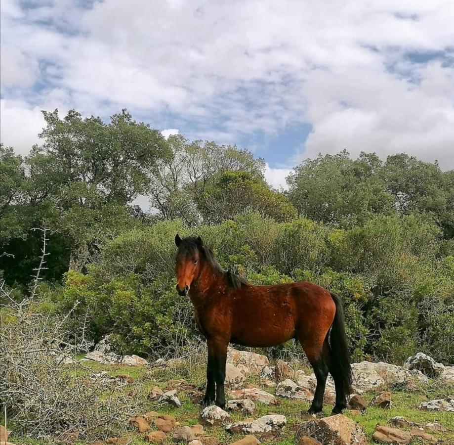 Casa Susanna Rural Sardinia Sini Ngoại thất bức ảnh